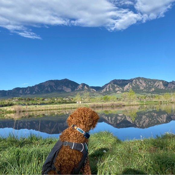 Meet your Posher, Leah - Picture 2 of 4